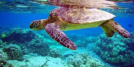 Rùa biển Việt Nam có nguy cơ tuyệt chủng