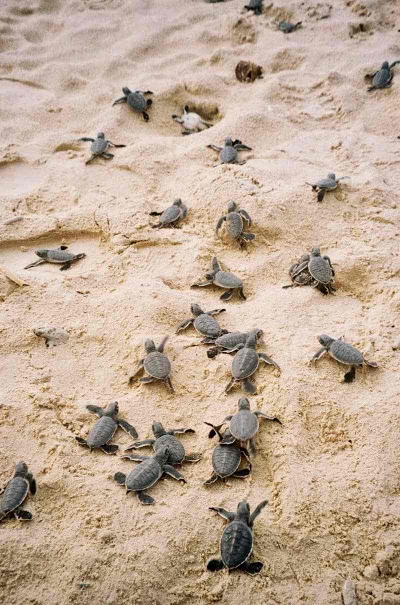 Hành Trình Bảo Về Rùa Biển Ở Côn Đảo - Ảnh 9 Hành Trình Bảo Về Rùa Biển Ở Côn Đảo - Ảnh 9