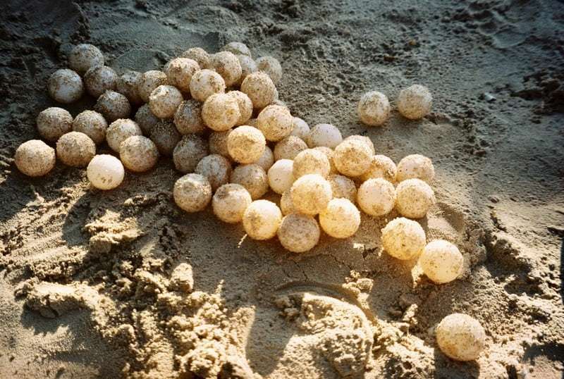 Hành Trình Bảo Về Rùa Biển Ở Côn Đảo - Ảnh 8 Hành Trình Bảo Về Rùa Biển Ở Côn Đảo - Ảnh 8