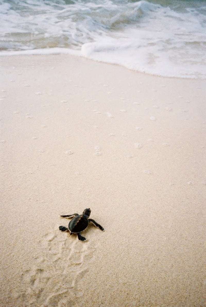 Hành Trình Bảo Về Rùa Biển Ở Côn Đảo - Ảnh 4 Hành Trình Bảo Về Rùa Biển Ở Côn Đảo - Ảnh 4