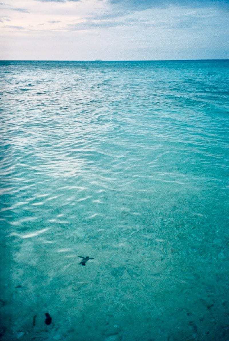 Hành Trình Bảo Về Rùa Biển Ở Côn Đảo - Ảnh 2 Hành Trình Bảo Về Rùa Biển Ở Côn Đảo - Ảnh 2