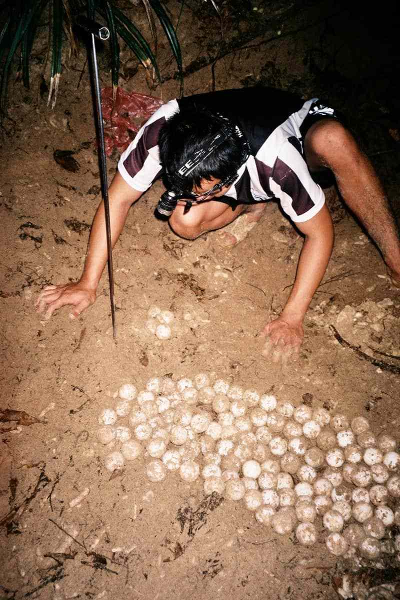 Hành Trình Bảo Về Rùa Biển Ở Côn Đảo - Ảnh 7 Hành Trình Bảo Về Rùa Biển Ở Côn Đảo - Ảnh 7