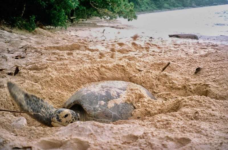 Hành Trình Bảo Về Rùa Biển Ở Côn Đảo - Ảnh 3 Hành Trình Bảo Về Rùa Biển Ở Côn Đảo - Ảnh 3