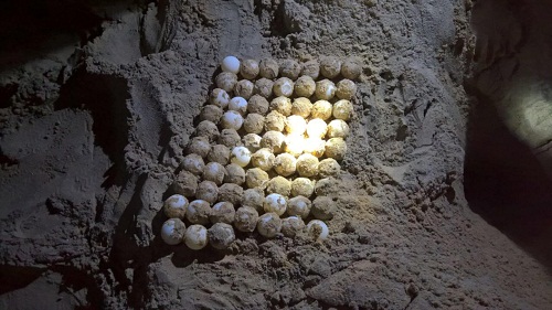 Rùa Biển Liên Tiếp Đẻ Trứng Trên Bãi Biển Ở Côn Đảo - Ảnh 6