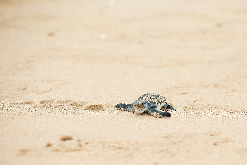 Rùa Biển Liên Tiếp Đẻ Trứng Trên Bãi Biển Ở Côn Đảo - Ảnh 4