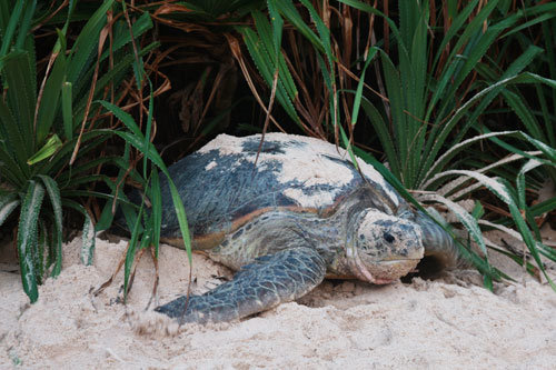 Rùa Biển Liên Tiếp Đẻ Trứng Trên Bãi Biển Ở Côn Đảo - Ảnh 5