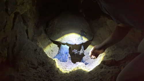 Rùa Biển Liên Tiếp Đẻ Trứng Trên Bãi Biển Ở Côn Đảo - Ảnh 1