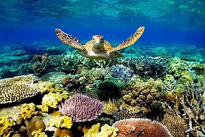 Du lịch côn đảo tự túc 3 ngày 2 đêm Du lịch côn đảo tự túc 3 ngày 2 đêm