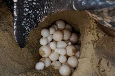 Côn Đảo: Chú trọng bảo vệ loại hình du lịch rùa đẻ trứng Côn Đảo: Chú trọng bảo vệ loại hình du lịch rùa đẻ trứng