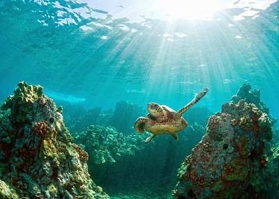 Du lịch Côn Đảo mùa hè có gì Du lịch Côn Đảo mùa hè có gì