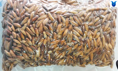 Mứt Hạt Bàng Côn Đảo Mứt Hạt Bàng Côn Đảo