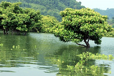 Đến Với Vườn Quốc Gia Côn Đảo- Một Hệ Sinh Thái Tự Nhiên Đặc Biệt Đến Với Vườn Quốc Gia Côn Đảo- Một Hệ Sinh Thái Tự Nhiên Đặc Biệt
