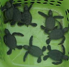 Côn Đảo chú trọng bảo tồn thiên nhiên