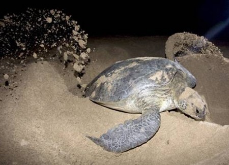 Hành Trình 3 Ngày Từ Tp.Hồ Chí Minh: Xem Vích Đẻ Trứng