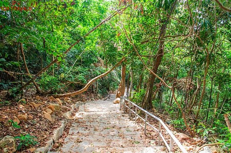 “ Lạc lối ” trong màu xanh của rừng Sở Rẫy