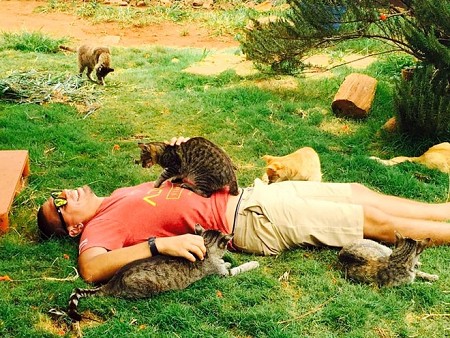 Lanai - Thiên đường mèo ở Hawaii