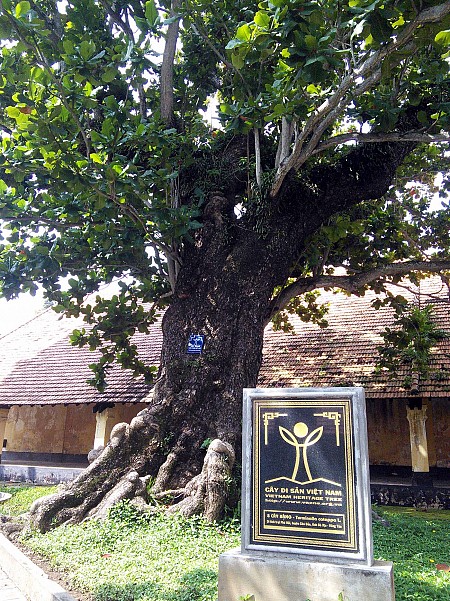 Thêm 3 cây cổ thụ  là cây di sản ở Côn Đảo