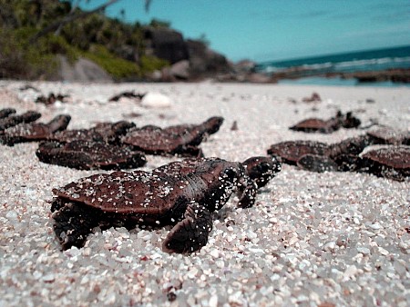 Trại tù Phú Sơn, Phú Hải - Nghĩa trang Hàng Dương - Miếu bà Phi Yến - Miếu Cậu - Bãi Đầm Trầu Dịp 30/4/2025 (VCD31)
