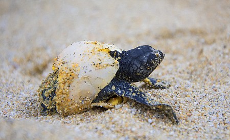 Trại tù Phú Sơn, Phú Hải - Nghĩa trang Hàng Dương - Miếu bà Phi Yến - Miếu Cậu - Bãi Đầm Trầu Dịp 30/4/2025 (VCD31)