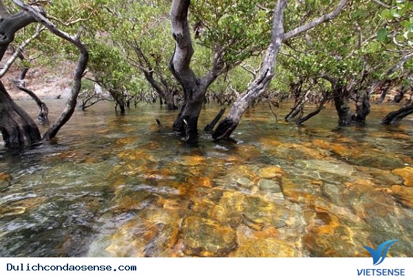 Mùa hè ở Côn Đảo có gì? - Ảnh 3