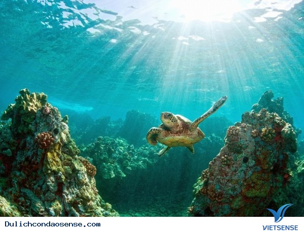 Mùa hè ở Côn Đảo có gì? - Ảnh 1