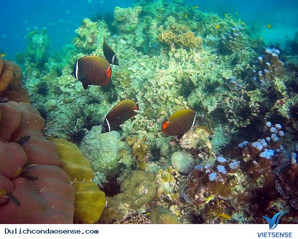 Tiềm năng Phát triển Lữ Hành
 xanh ở Côn Đảo - Ảnh 3