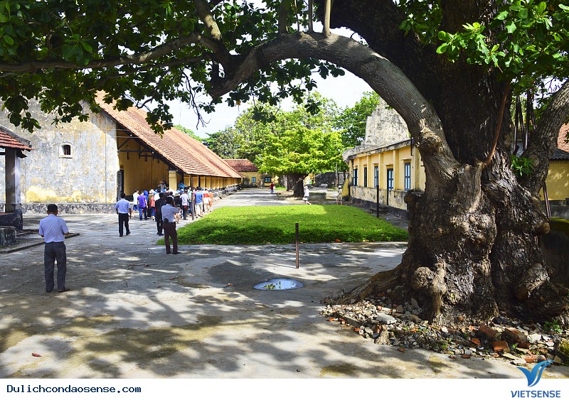 Bàng Côn Đảo giờ này ra sao - Ảnh 1