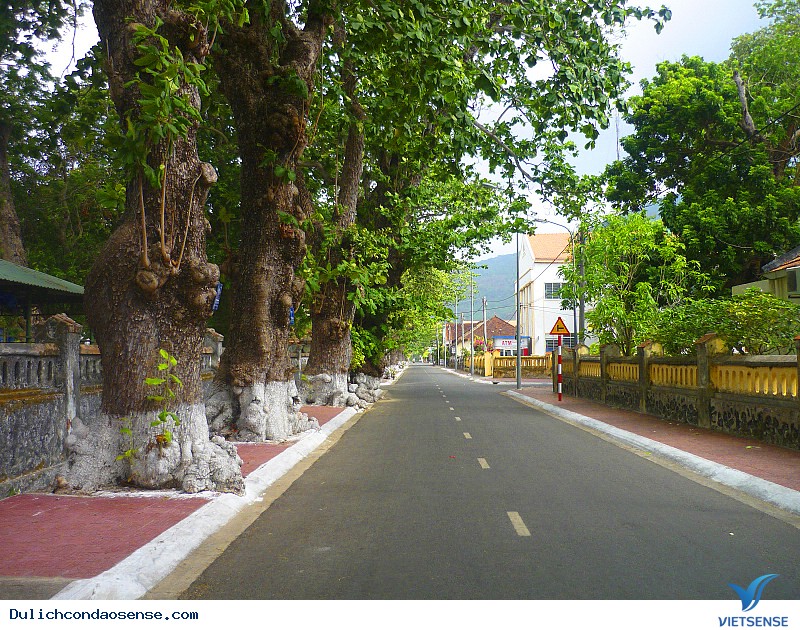 Bàng Côn Đảo giờ này ra sao - Ảnh 3