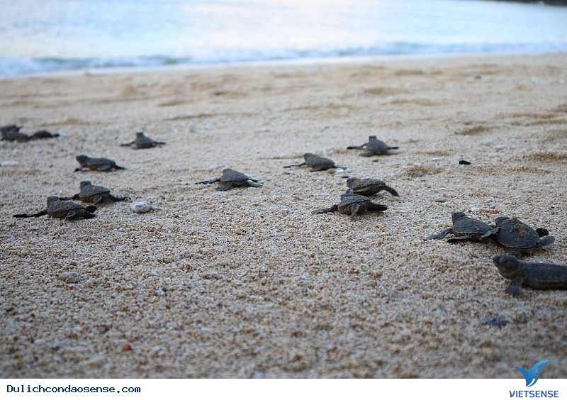 Côn Đảo dưới góc nhìn của một cô gái - Ảnh 7 Côn Đảo dưới góc nhìn của một cô gái - Ảnh 7