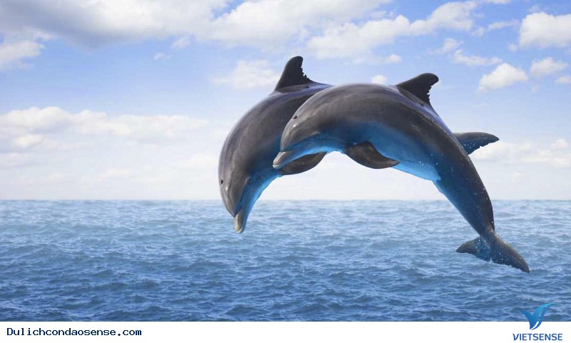 Đẩy mạnh công tác bảo vệ hệ động vật vùng biển - Ảnh 2