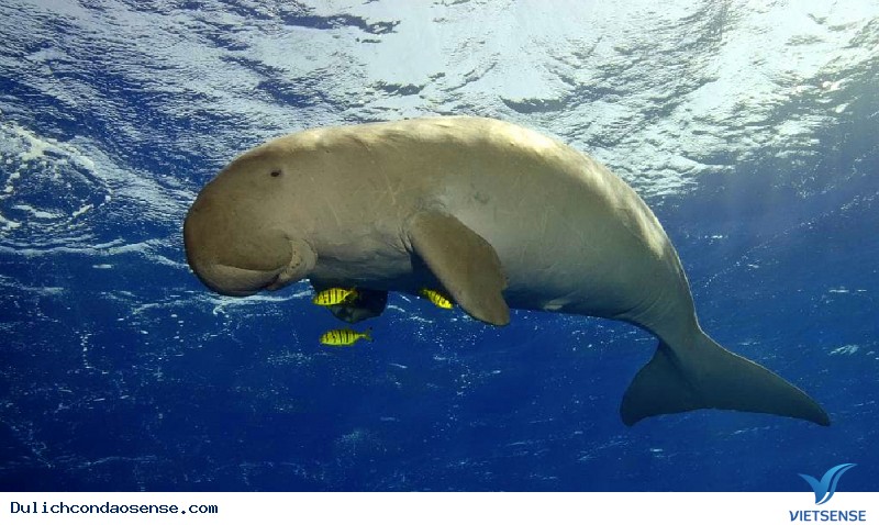 Đẩy mạnh công tác bảo vệ hệ động vật vùng biển - Ảnh 1