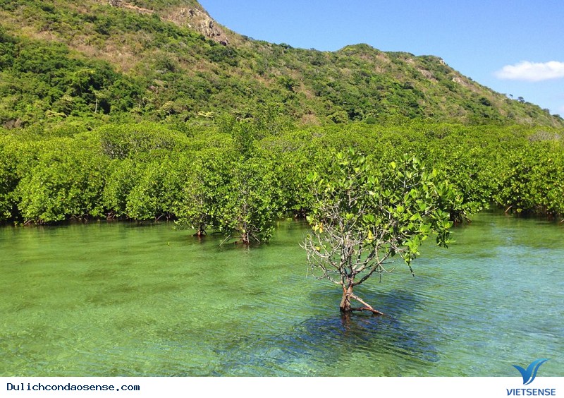 khách thăm quan đến Côn Đảo nghĩ gì về vườn Quốc gia Côn Đảo - Ảnh 4