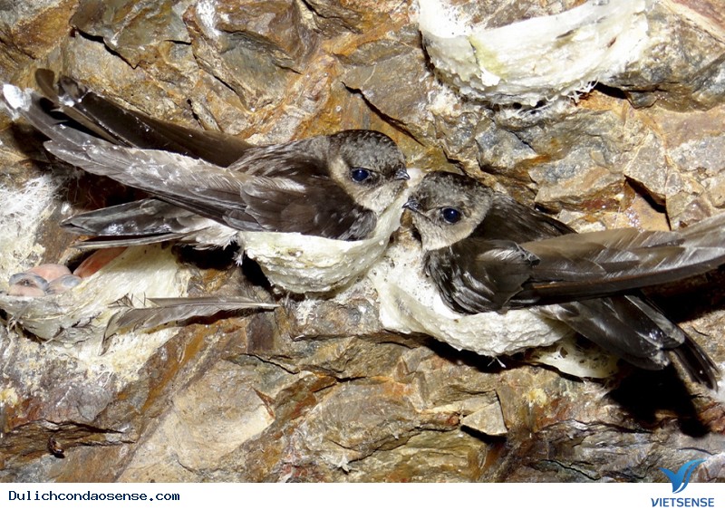 Du xuân ngày Tết Côn Đảo khám phá Yến Hàng quý hiếm - Ảnh 2