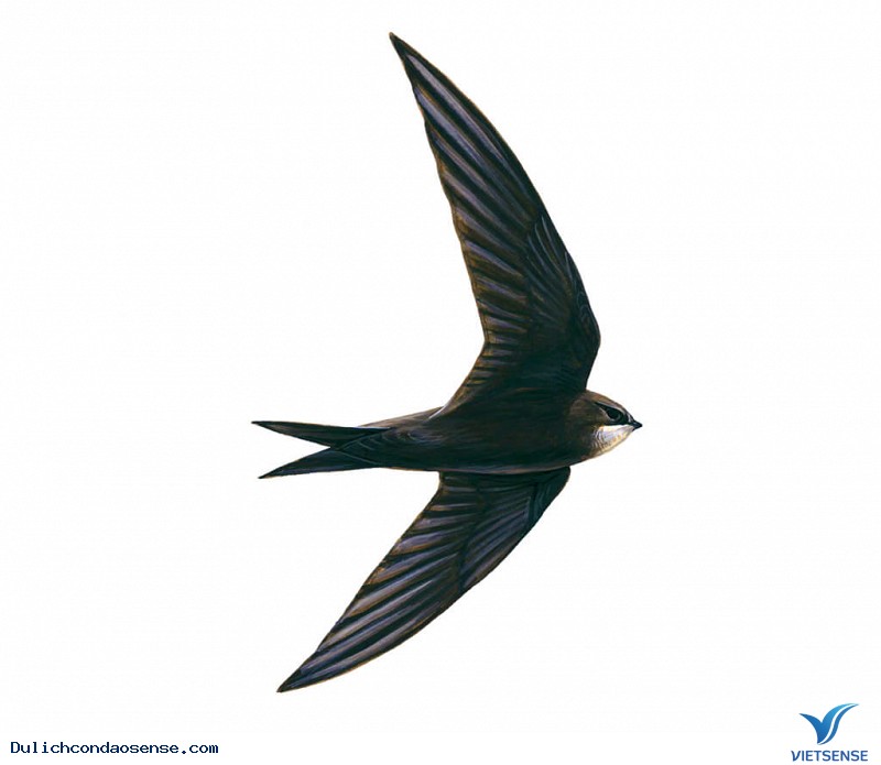 Du xuân ngày Tết Côn Đảo khám phá Yến Hàng quý hiếm - Ảnh 1