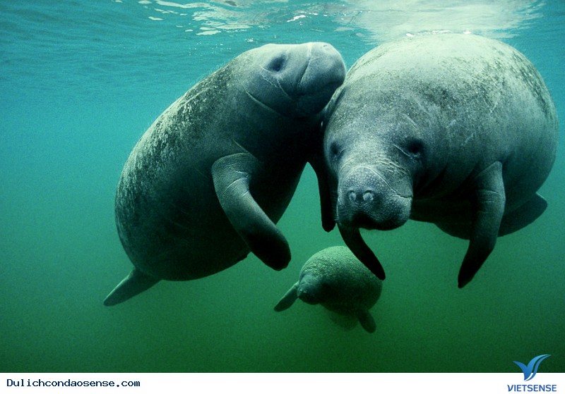 Gợi ý du xuân Côn Đảo trong 48 giờ - Ảnh 2 Gợi ý du xuân Côn Đảo trong 48 giờ - Ảnh 2