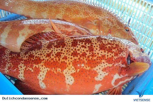 Về Côn Đảo Thưởng Thức Đặc Sản Cá Mú Bổ Dưỡng - Ảnh 1