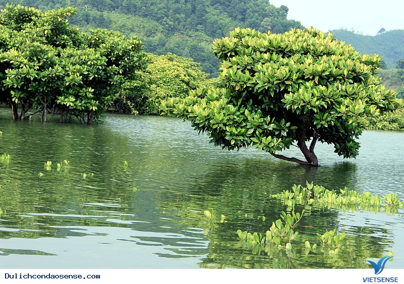 Vườn Quốc gia Côn Đảo - Ảnh 3 Vườn Quốc gia Côn Đảo - Ảnh 3