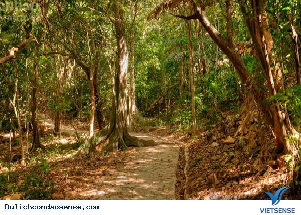 Vườn Quốc Gia Côn Đảo- Một Hệ Sinh Thái Tự Nhiên Đặc Biệt - Ảnh 6