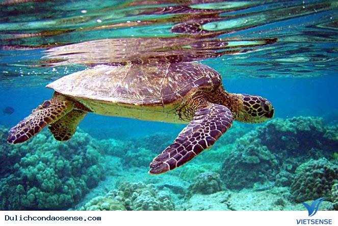 Vườn Quốc gia Côn Đảo - Ảnh 5 Vườn Quốc gia Côn Đảo - Ảnh 5