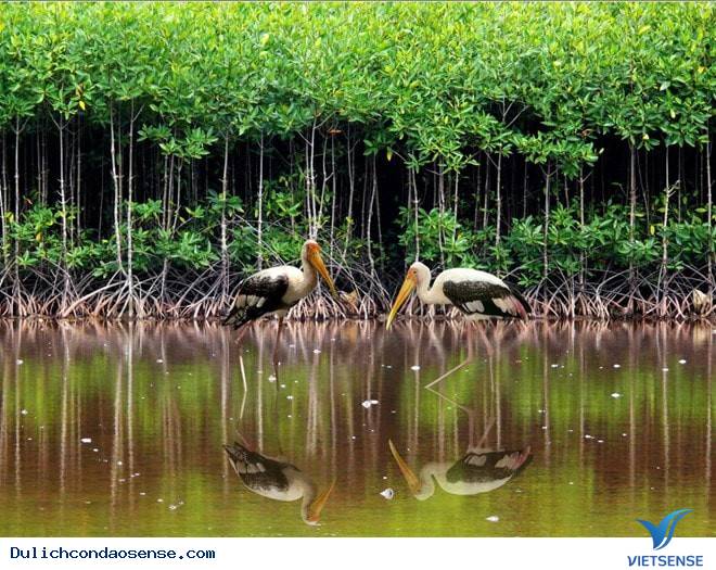 Vườn Quốc gia Côn Đảo - Ảnh 4 Vườn Quốc gia Côn Đảo - Ảnh 4