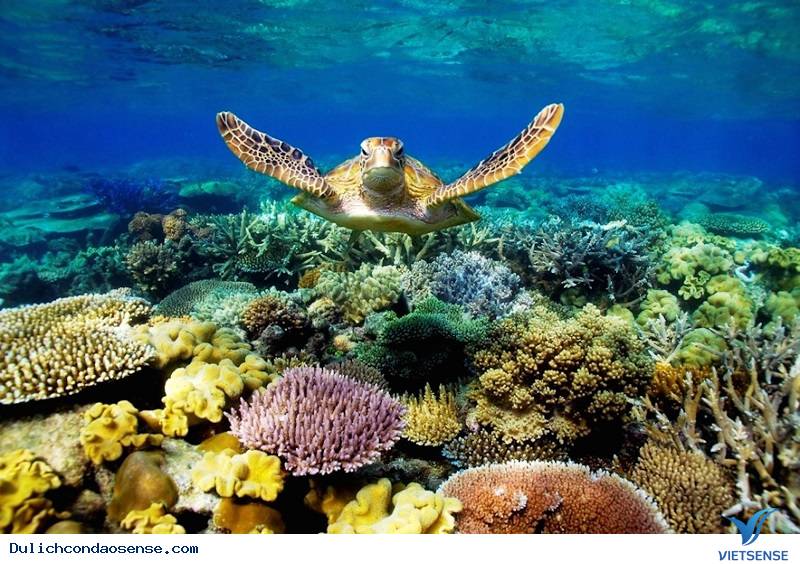 10 Lý Do Bạn Nên Đến Côn Đảo Những Ngày Tháng 3 - Ảnh 1