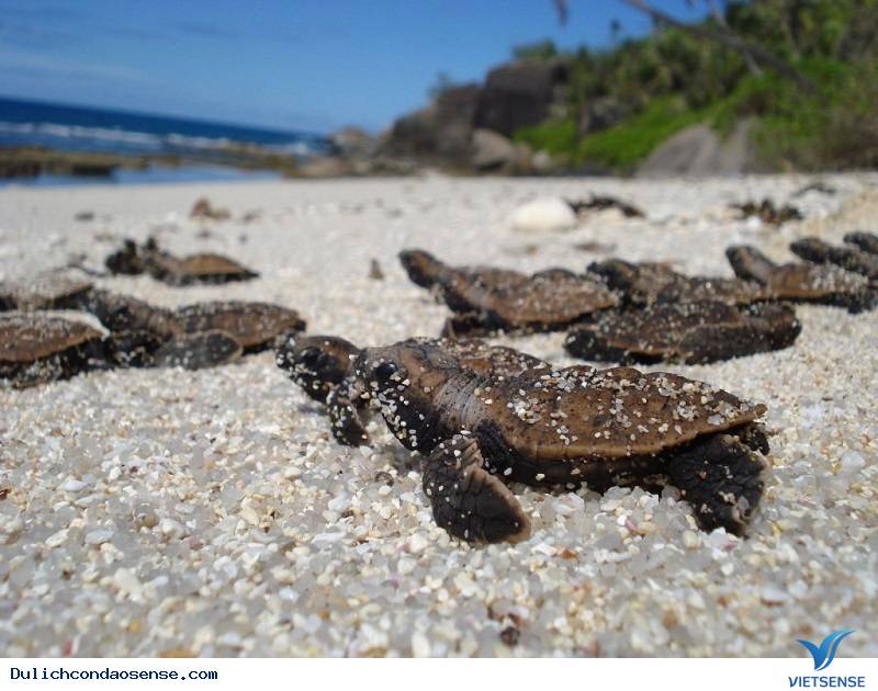 10 Lý Do Bạn Nên Đến Côn Đảo Những Ngày Tháng 3 - Ảnh 4