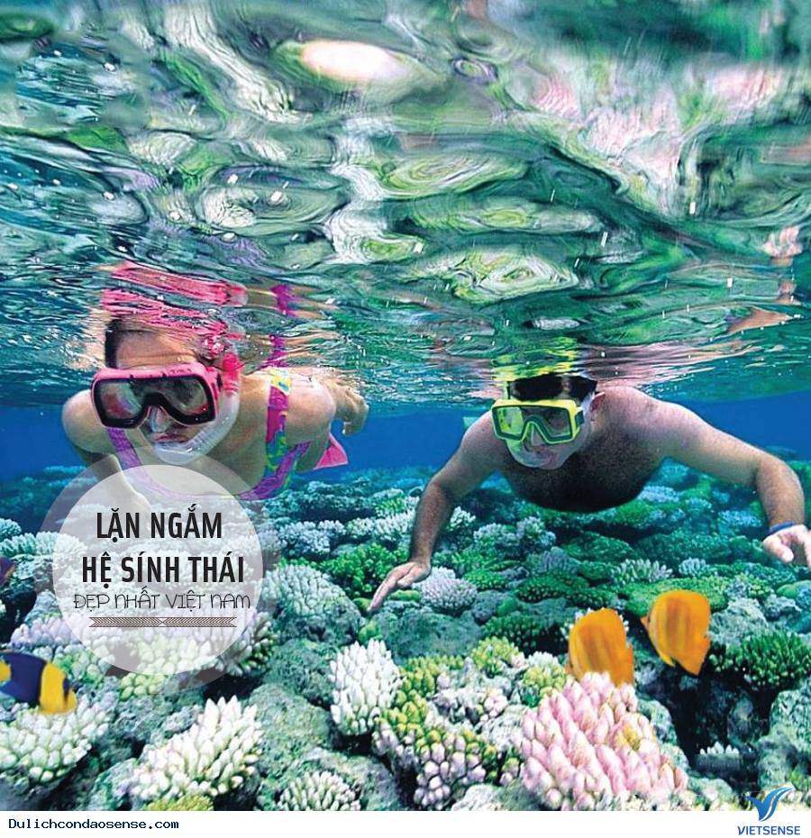 Lặn Ngắm Hệ Sinh Thái Đẹp Nhất Việt Nam Lặn Ngắm Hệ Sinh Thái Đẹp Nhất Việt Nam