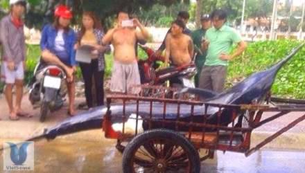 Cá thu khổng lồ nặng hơn 180kg ở Côn Đảo Cá thu khổng lồ nặng hơn 180kg ở Côn Đảo