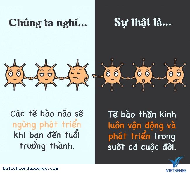 Các sự thật thú vị về cơ thể con người Các sự thật thú vị về cơ thể con người