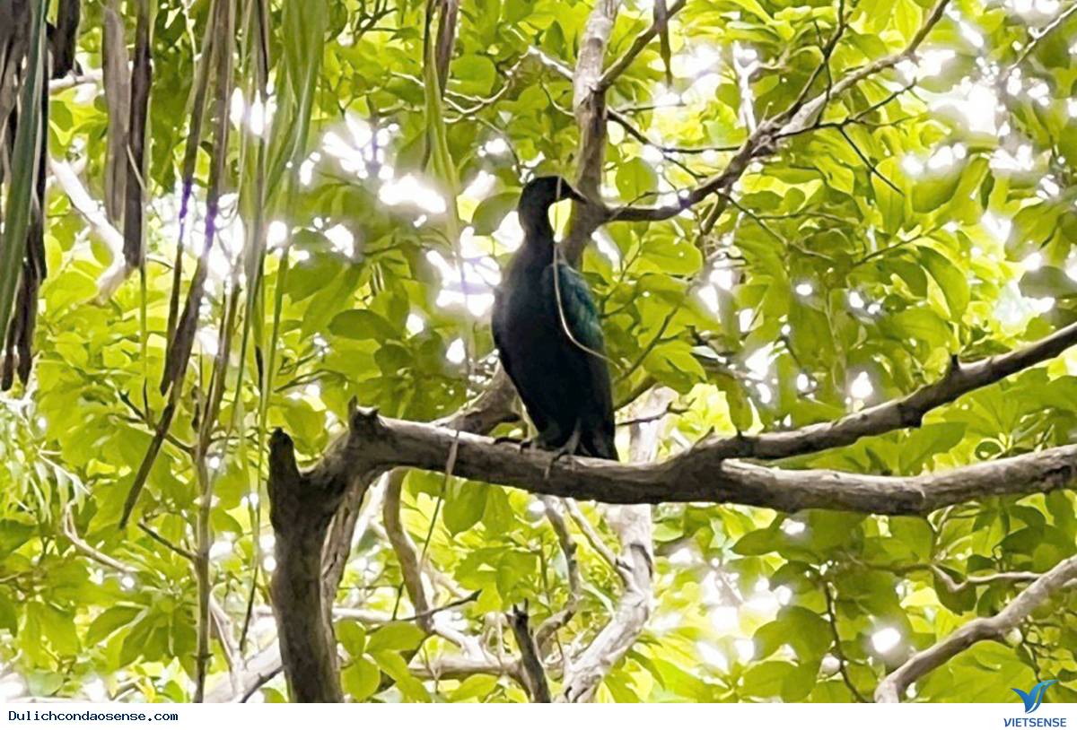 Có hoạt động gì ở Vườn Quốc gia Côn Đảo