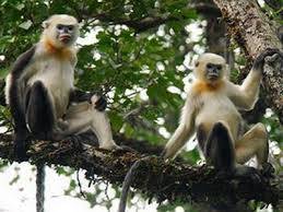 Côn Đảo chú trọng bảo tồn thiên nhiên - Ảnh 1 Côn Đảo chú trọng bảo tồn thiên nhiên - Ảnh 1