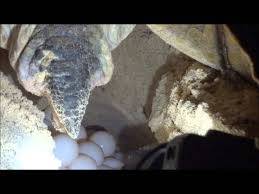 Côn Đảo chú trọng bảo tồn thiên nhiên - Ảnh 2 Côn Đảo chú trọng bảo tồn thiên nhiên - Ảnh 2