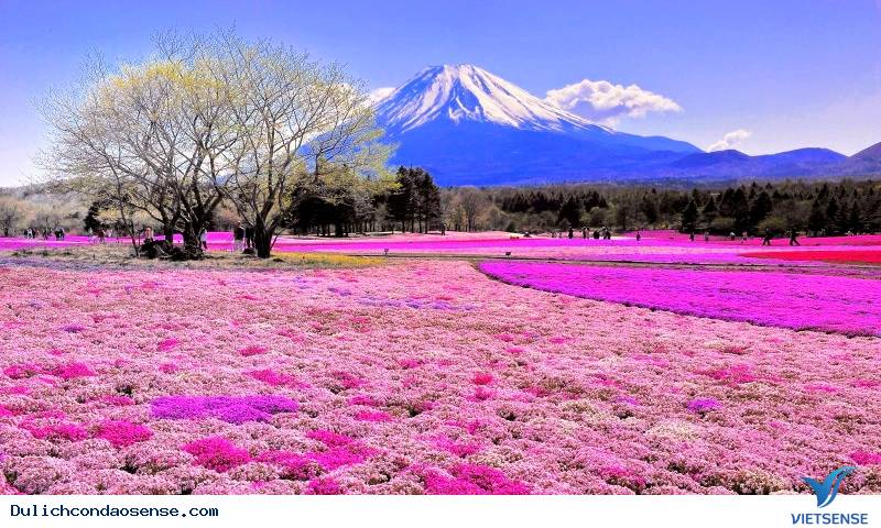 Côn Đảo được lọt vào top những hòn đảo yên bình nhất Châu Á Côn Đảo được lọt vào top những hòn đảo yên bình nhất Châu Á