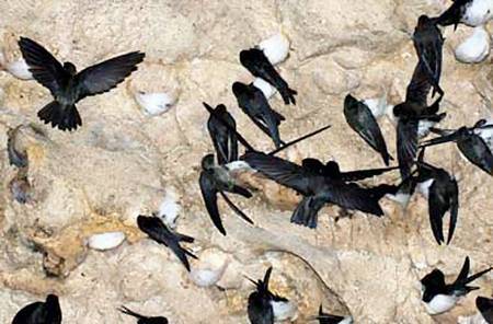 chim yến làm tổ